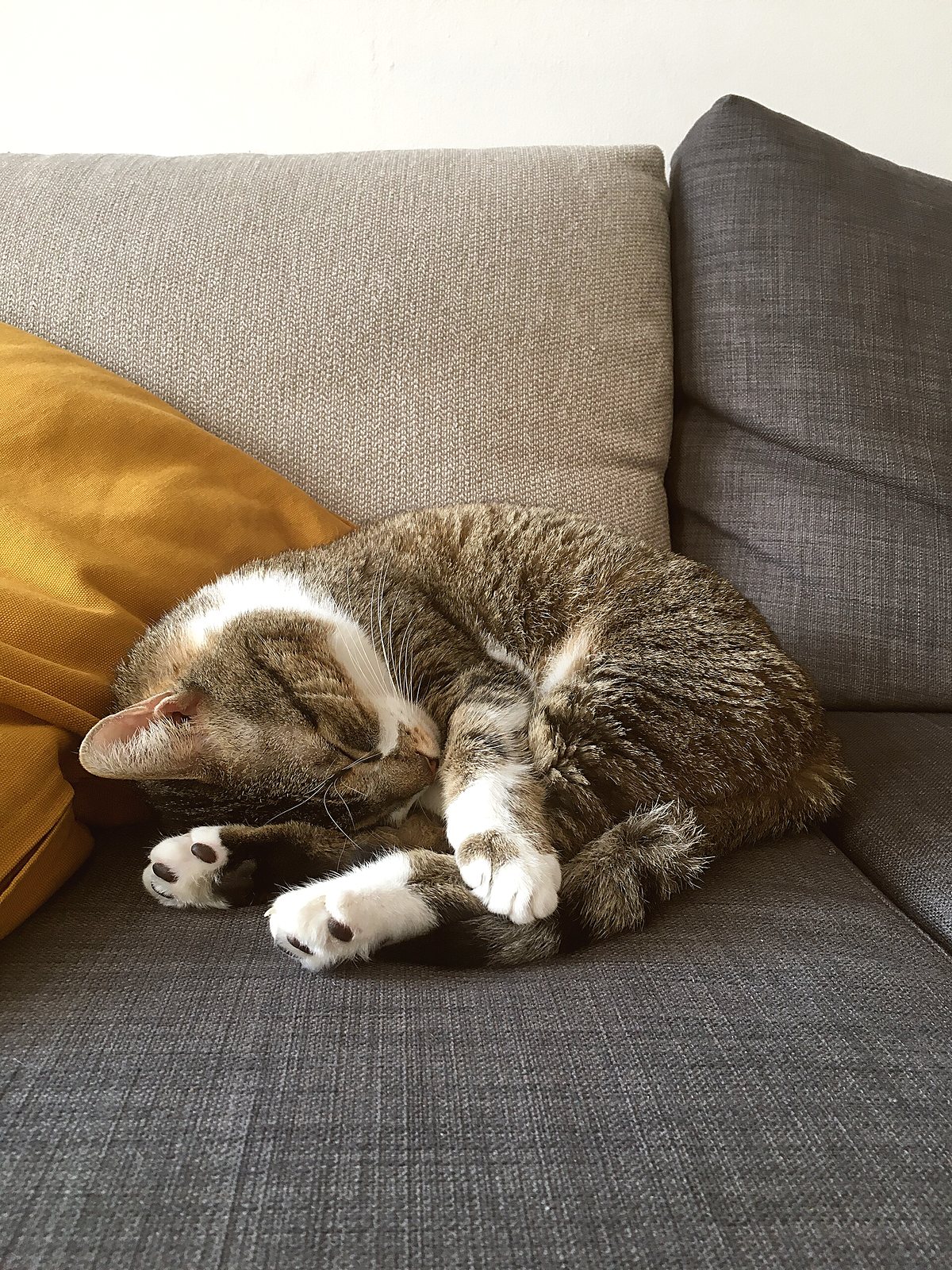 A cat asleep on a sofa